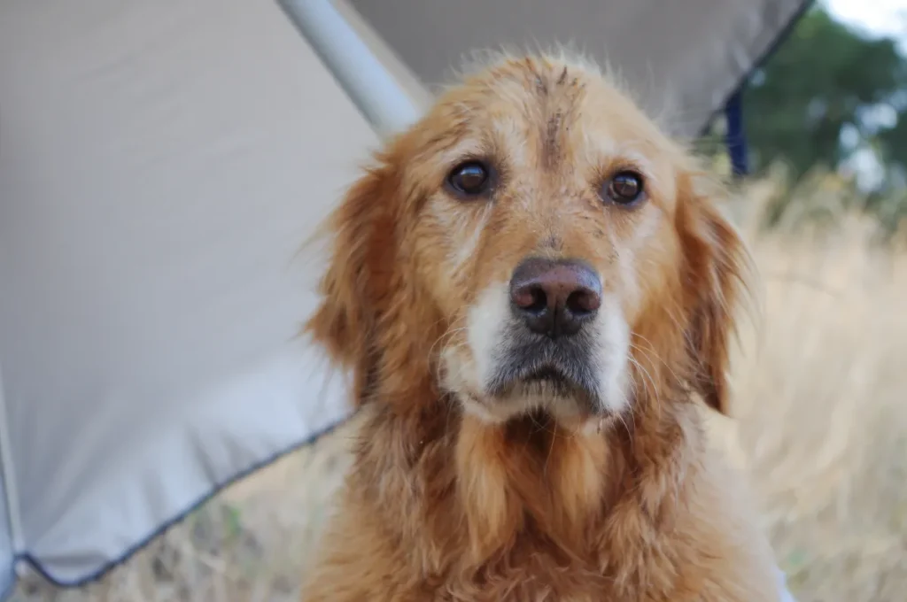 Proprietario regala cucciolo di Golden Retriever: il motivo fa ridere il web!