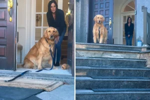 Il Golden Retriever non abbandona la nonna dopo una tragica notizia familiare.