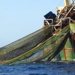 NPFC adotta misure contro la pesca illegale, ma non protegge le Montagne Sottomarine Imperatore.