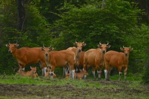 Ecoturismo comunitario protegge il ritorno dei bovini selvatici in Thailandia.