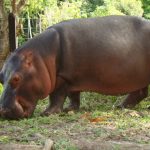 Colombia avvia piano per sterilizzare gli ippopotami selvatici di Pablo Escobar.