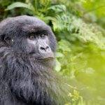 Primate Planet: scopri il mondo affascinante dei primati e il loro habitat naturale.