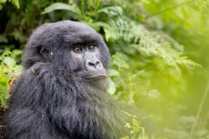 Primate Planet: scopri il mondo affascinante dei primati e il loro habitat naturale.