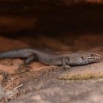 Conoscenze indigene scoprono una nuova specie di skink altamente minacciata in Australia.