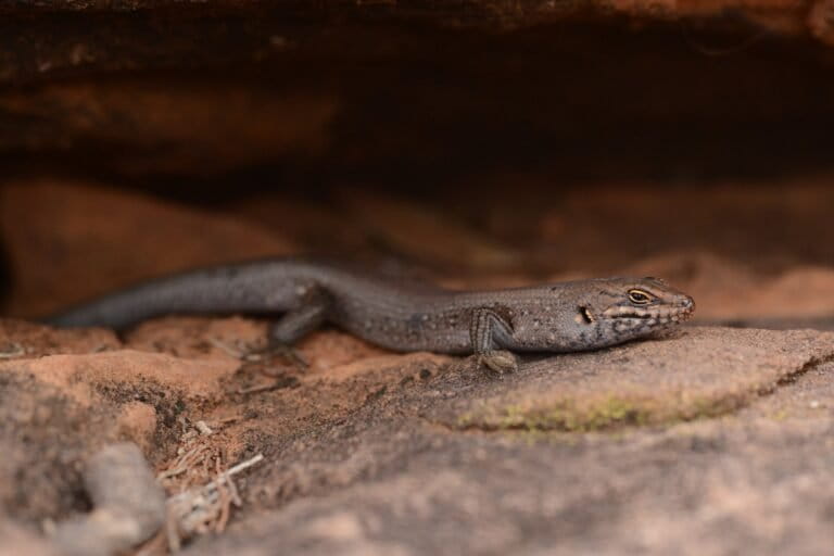 Conoscenze indigene scoprono una nuova specie di skink altamente minacciata in Australia.
