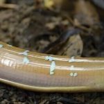 Taiwan: il lucertolone senza gambe acquisisce finalmente la propria identità dopo un secolo.