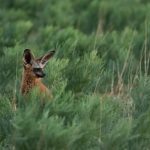 Recupero ecologico nel Kalahari: ripristino della terra e guadagno di crediti di carbonio.