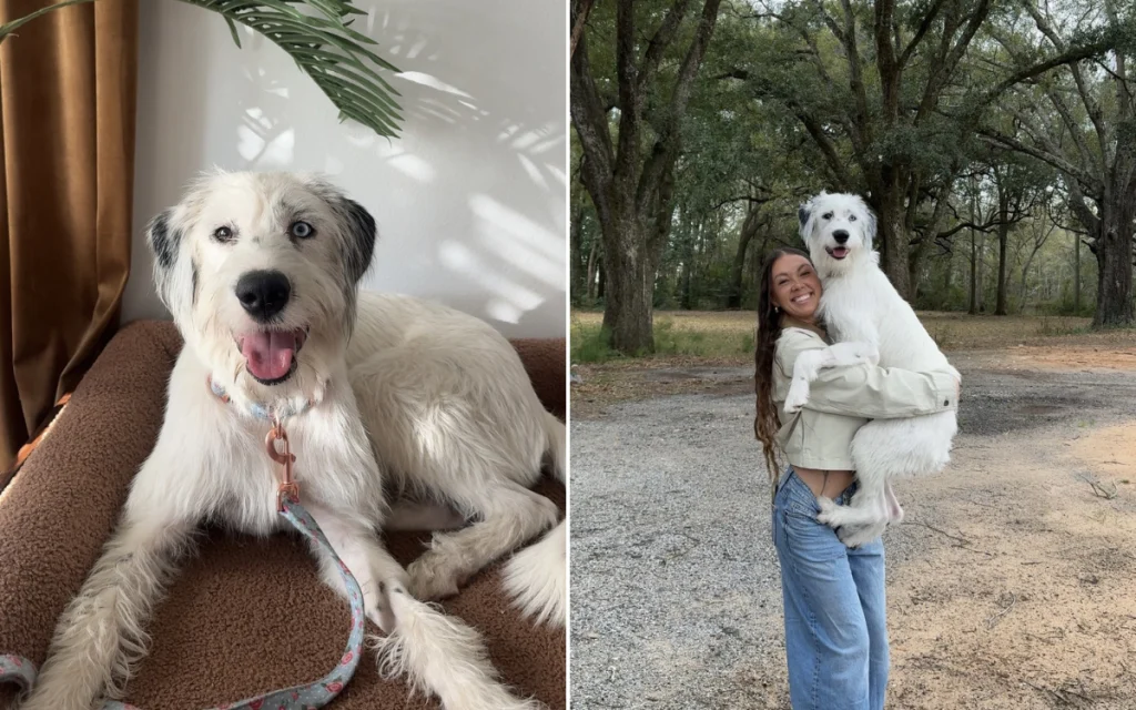 Salvataggio rivela che il cane è un mix di razze super rare dopo il test ADN