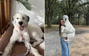 Salvataggio rivela che il cane è un mix di razze super rare dopo il test ADN