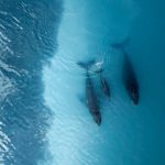 Solo il 10% degli oceani è protetto: c’è ancora da fare per il 20%.