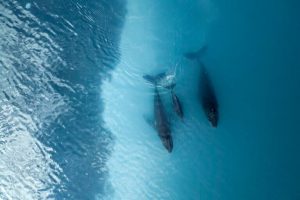 Solo il 10% degli oceani è protetto: c’è ancora da fare per il 20%.