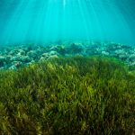 Conflitto al vertice sul trattato del mare: il ruolo dei gestori della pesca nella conservazione.