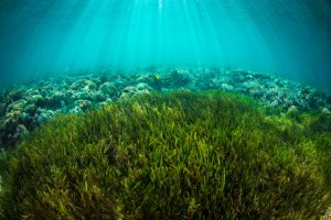 Conflitto al vertice sul trattato del mare: il ruolo dei gestori della pesca nella conservazione.