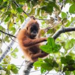 La meravigliosa vita delle madri orangutan: amore e cura nella natura selvaggia.