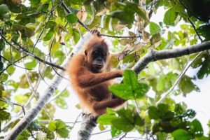 La meravigliosa vita delle madri orangutan: amore e cura nella natura selvaggia.