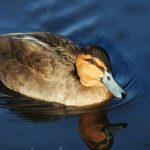 Crisi energetica riaccende interesse per l’estrazione nelle Filippine, nel loro parco umido più grande.