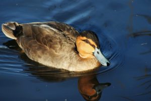 Crisi energetica riaccende interesse per l’estrazione nelle Filippine, nel loro parco umido più grande.