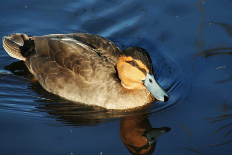 Crisi energetica riaccende interesse per l’estrazione nelle Filippine, nel loro parco umido più grande.