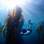 Campagna per tutelare l’unico bosco di alghe brune in espansione del pianeta.