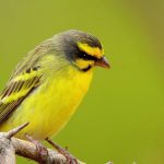 Un milione di uccelli trasferiti dall’Africa all’Asia in 15 anni: i canarini sono i più richiesti.