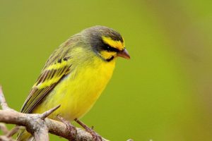 Un milione di uccelli trasferiti dall’Africa all’Asia in 15 anni: i canarini sono i più richiesti.