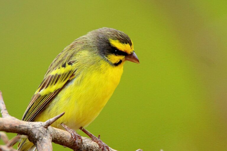 Un milione di uccelli trasferiti dall’Africa all’Asia in 15 anni: i canarini sono i più richiesti.