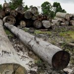 La legge UE sulla deforestazione impatta il commercio del legno, indagine in Indonesia rivela rischi.