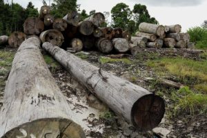 La legge UE sulla deforestazione impatta il commercio del legno, indagine in Indonesia rivela rischi.