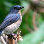 Cinque specie di uccelli “perse” ritrovate nel 2025, portano una nuova speranza.