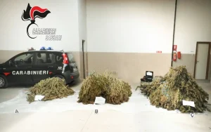 Arrestato nel Sassarese: deve scontare oltre due anni per coltivazione di cannabis.