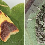 Scoperta di 10 nuove specie di falene e 7 nuovi generi alle Hawaii.