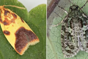 Scoperta di 10 nuove specie di falene e 7 nuovi generi alle Hawaii.