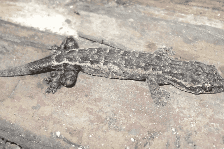 Nuova specie di gecko ‘criptico’ scoperta nelle foreste karstiche minacciate del Vietnam.