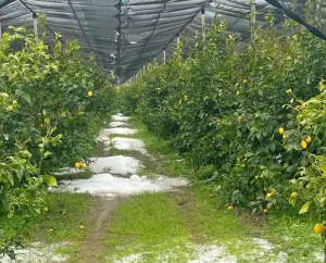 Calamità naturale in Calabria: danni all’agricoltura nel Cosentino, Regione richiede aiuto urgente.