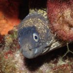 Creazione della rete MPA più grande del Nord Atlantico: intervista al presidente delle Azzorre.