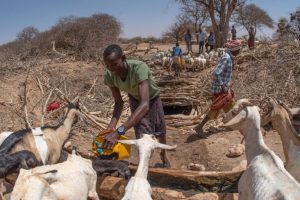Diritto alla sussistenza: la siccità cambia la vita dei pastori in Etiopia.