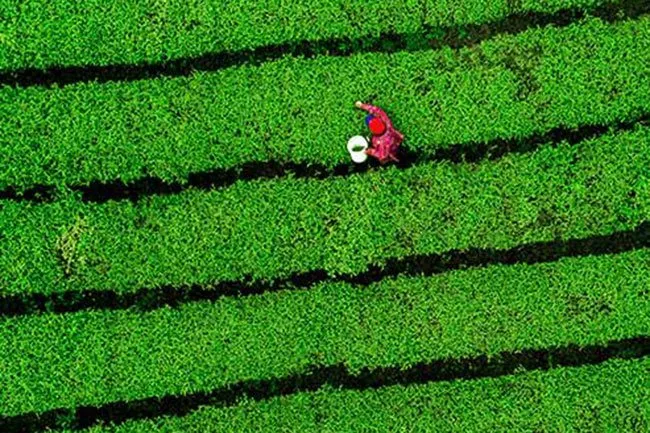 Matcha: energia naturale, antiossidanti potenti e benessere per mente e corpo