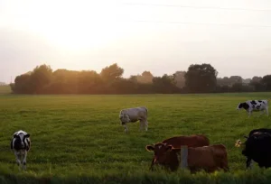 Dieta Paleo: alimentazione naturale ispirata ai cacciatori-raccoglitori antichi