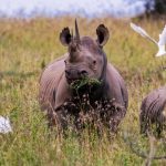Casi giudiziari cinesi svelano che la maggior parte dei corni di rinoceronte giungono dall’Africa australe.