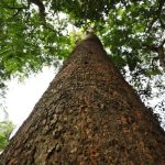 Sforzi di conservazione aiutano un dipterocarpo in via di estinzione a radicarsi in Bangladesh.