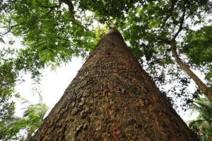 Sforzi di conservazione aiutano un dipterocarpo in via di estinzione a radicarsi in Bangladesh.