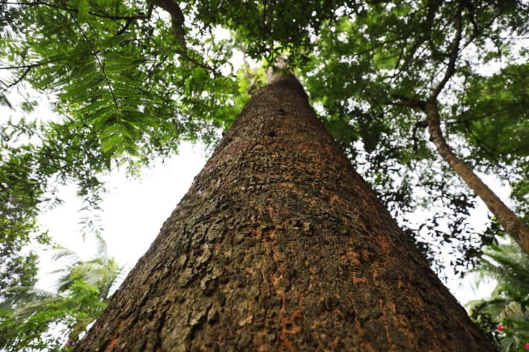 Sforzi di conservazione aiutano un dipterocarpo in via di estinzione a radicarsi in Bangladesh.
