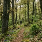 Radici, funghi e micorrize: quanto c’è di vero nella teoria secondo cui gli alberi comunicano
