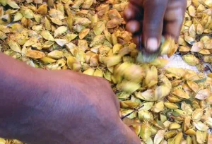 Insetti commestibili: scopri i benefici nutrizionali degli alimenti del futuro