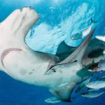 Vertice sulle specie migratorie: nuovi protocolli marini per contrastare l’estinzione.