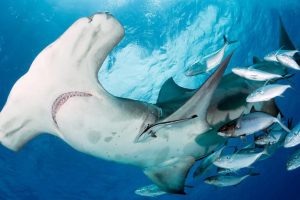 Vertice sulle specie migratorie: nuovi protocolli marini per contrastare l’estinzione.