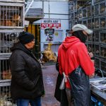 Influenza aviaria colpisce la fauna selvatica di New York, cresce l’allerta sanitaria.