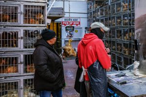 Influenza aviaria colpisce la fauna selvatica di New York, cresce l’allerta sanitaria.