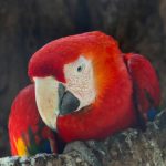 La sorprendente velocità di recupero delle foreste tropicali: più rapida, ma non come appare.