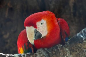 La sorprendente velocità di recupero delle foreste tropicali: più rapida, ma non come appare.